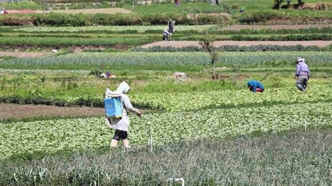 cultivos-agropecuario-producciC3B3n
