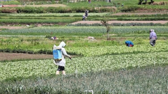 cultivos-agropecuario-producciC3B3n